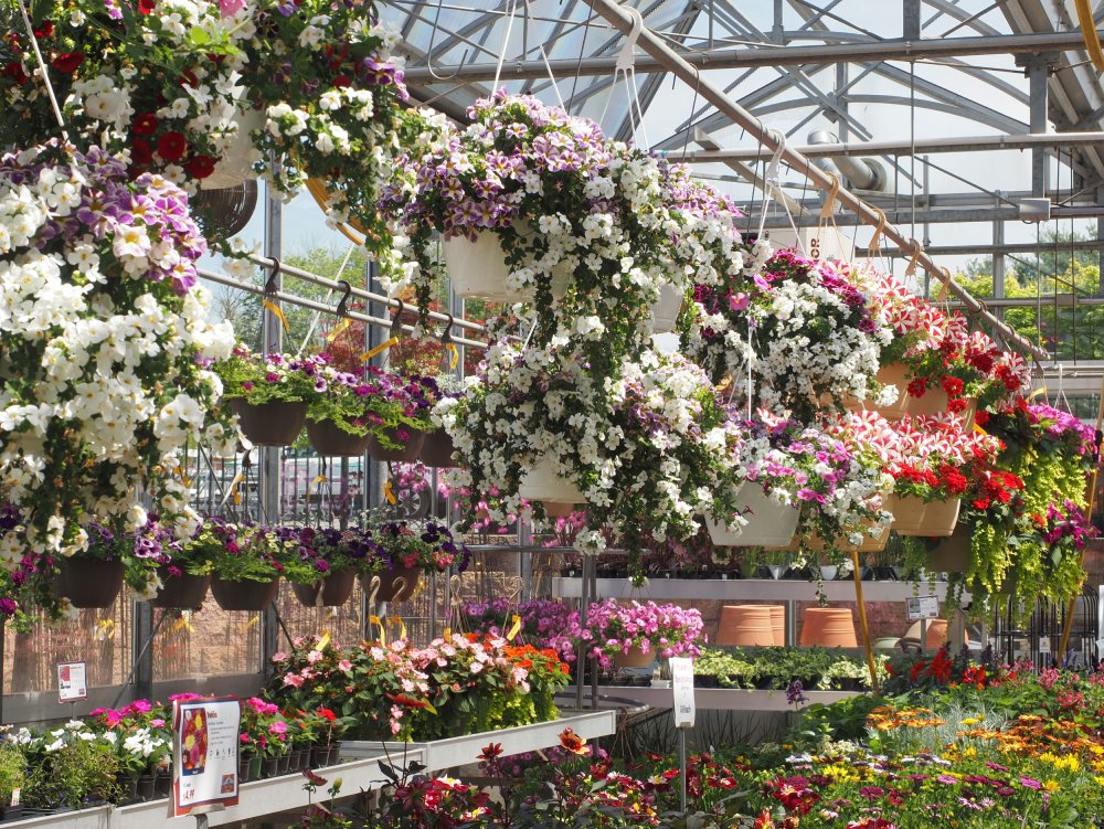 Colorful-hanging-flower-baskets-in-a-sunlit-greenhouse-showcasing-spring-blooms-in-Pennsylvania-by