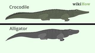 [Image: 1000px-nowatermark-Tell-the-Difference-B...-and-a.jpg]