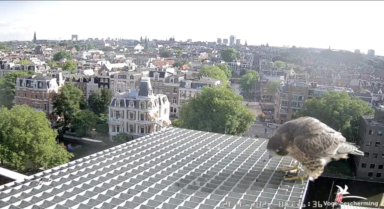 Amsterdam/Rijksmuseum screenshots © Beleef de Lente/Vogelbescherming Nederland - Pagina 29 Video-2022-06-20-083920-Moment-2