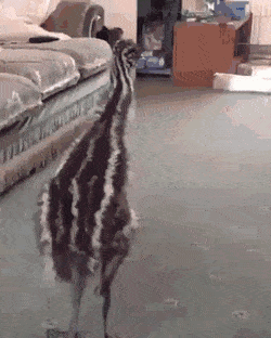 daily-gifdump-3386-22.gif