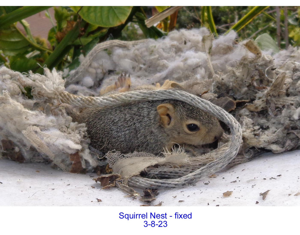 Squirrel-Nest-Baby-8