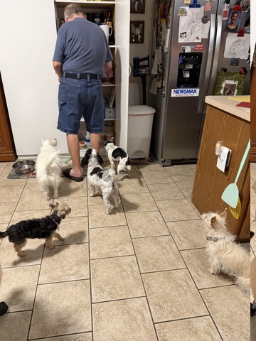 Rbt-Dogs