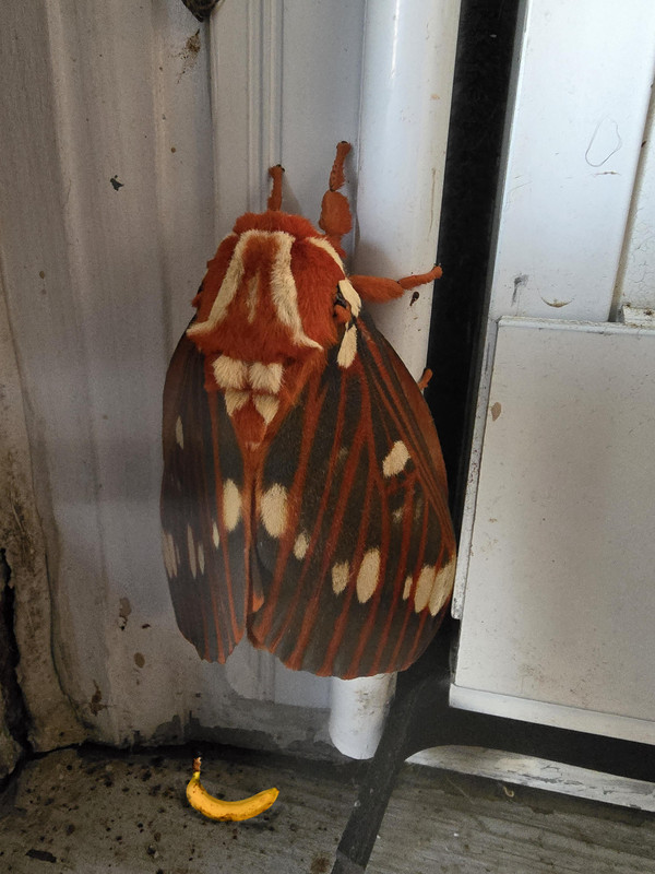 RDT_20240712_1021274675594697509272531