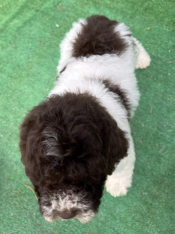 Lagotto Romagnolo female puppy for sale – Ideal Dale Energia – 48 days old – photo 2 – white and brown coat with beautiful markings