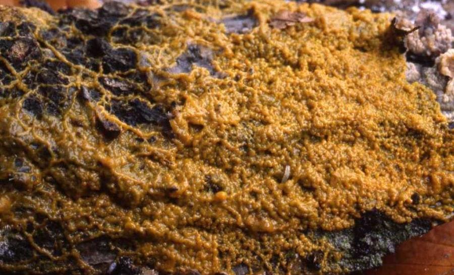 Интересные факты о Badhamia utricularis - грибе, который умеет думать Интересные факты о Badhamia utricularis - грибе, который умеет думать