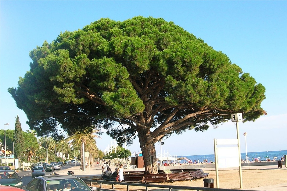 pinus pinea adulto