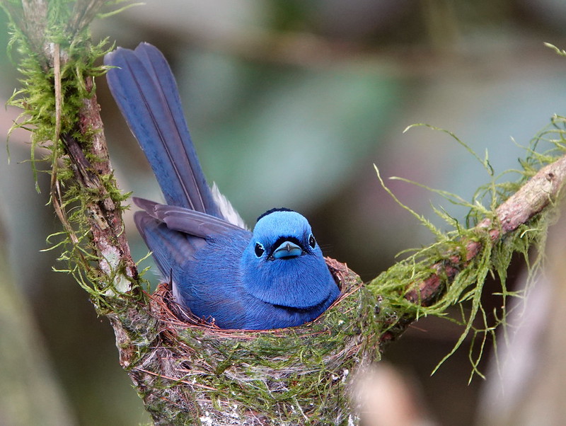 blue-bird-on-nest.jpg