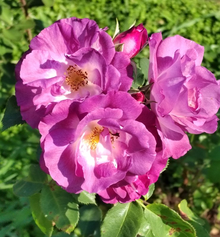 https://i.postimg.cc/W4VgzZ1s/048-IMG-20240918-121044-edit-282004826412370.jpg