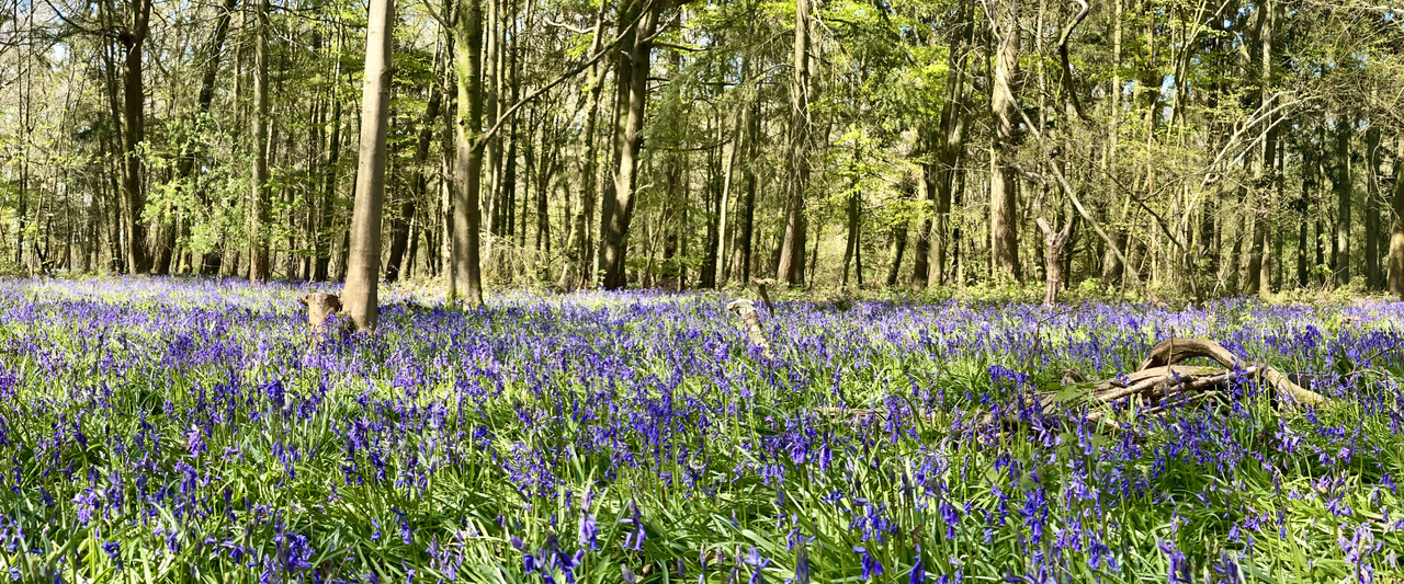 Bluebells