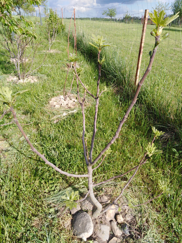 Peretta