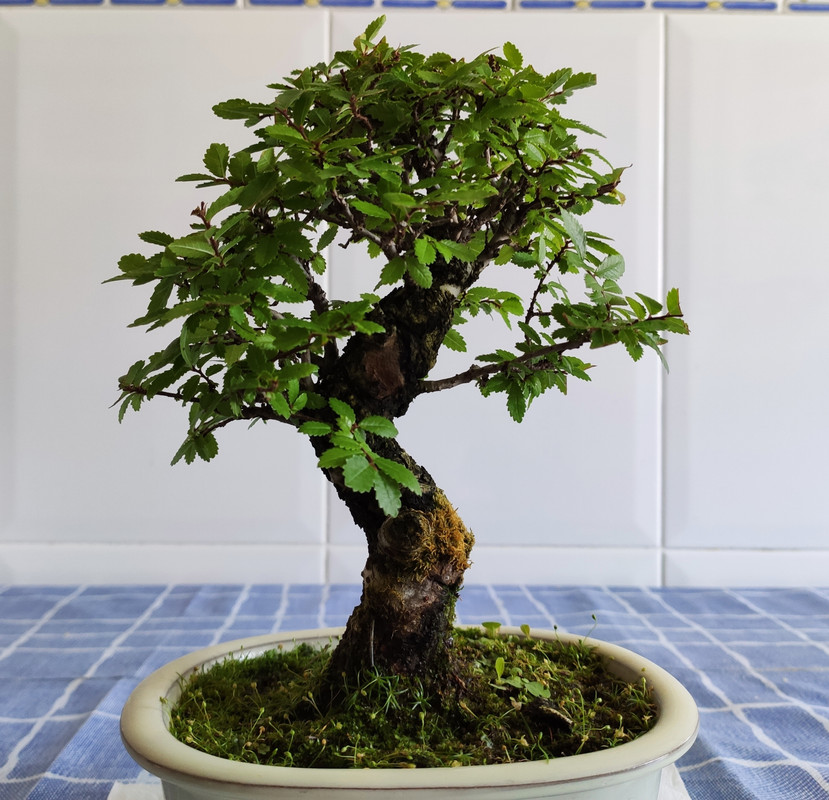 ZELKOVA NIRE - SHOHIN 16-7-2020-2