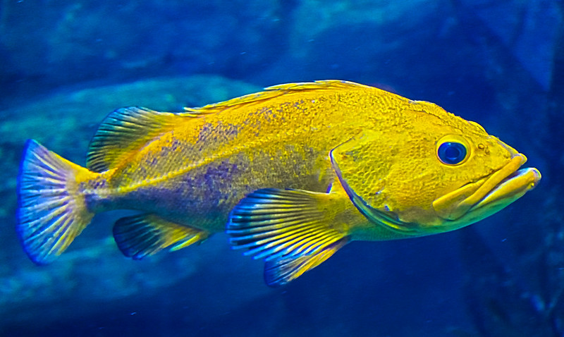 yellowlargefish.jpg