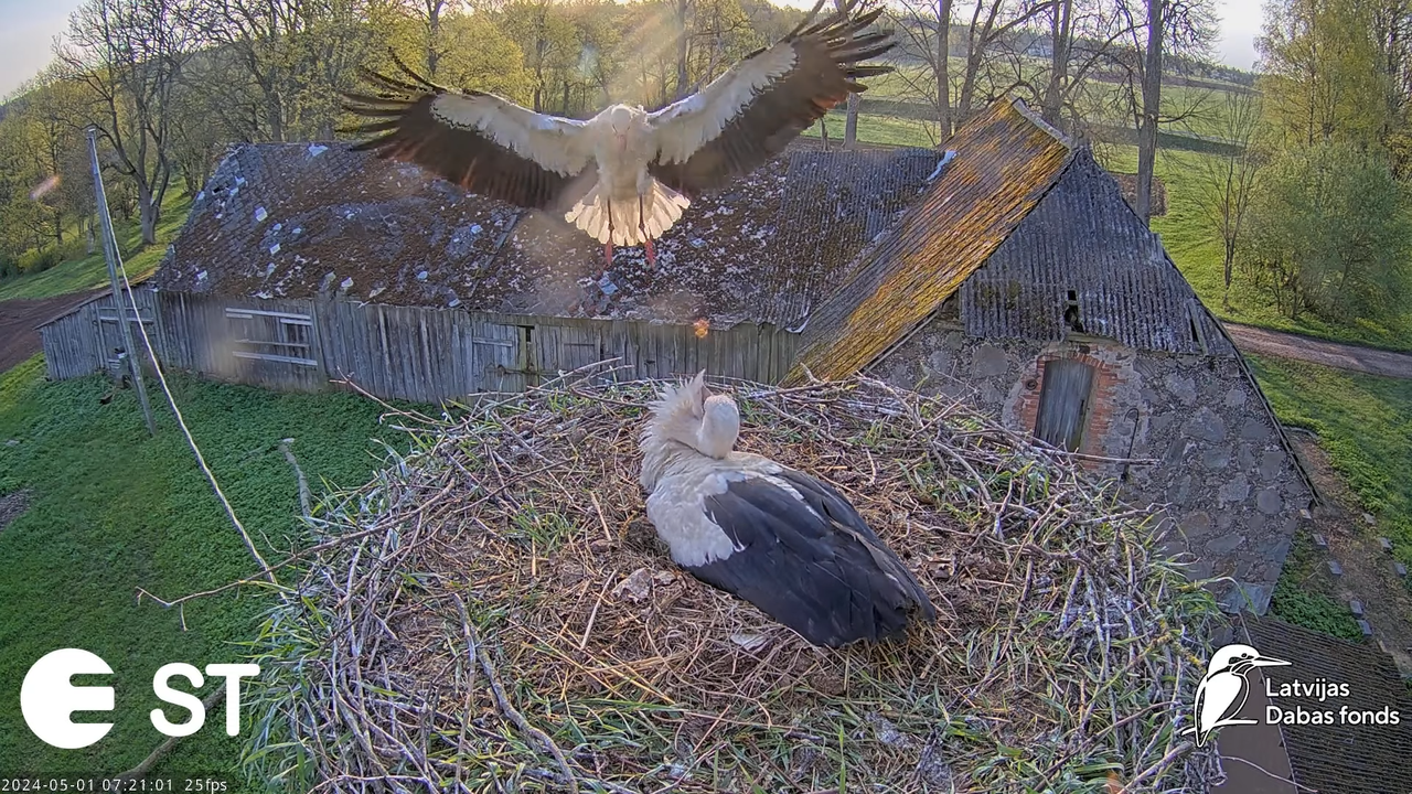 Baltie stārķi (Ciconia ciconia) Tukuma novadā - LDF tiešraide __ White storks in Tukums, Latvia 10-4