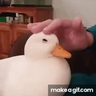 4N37h-F.gif
