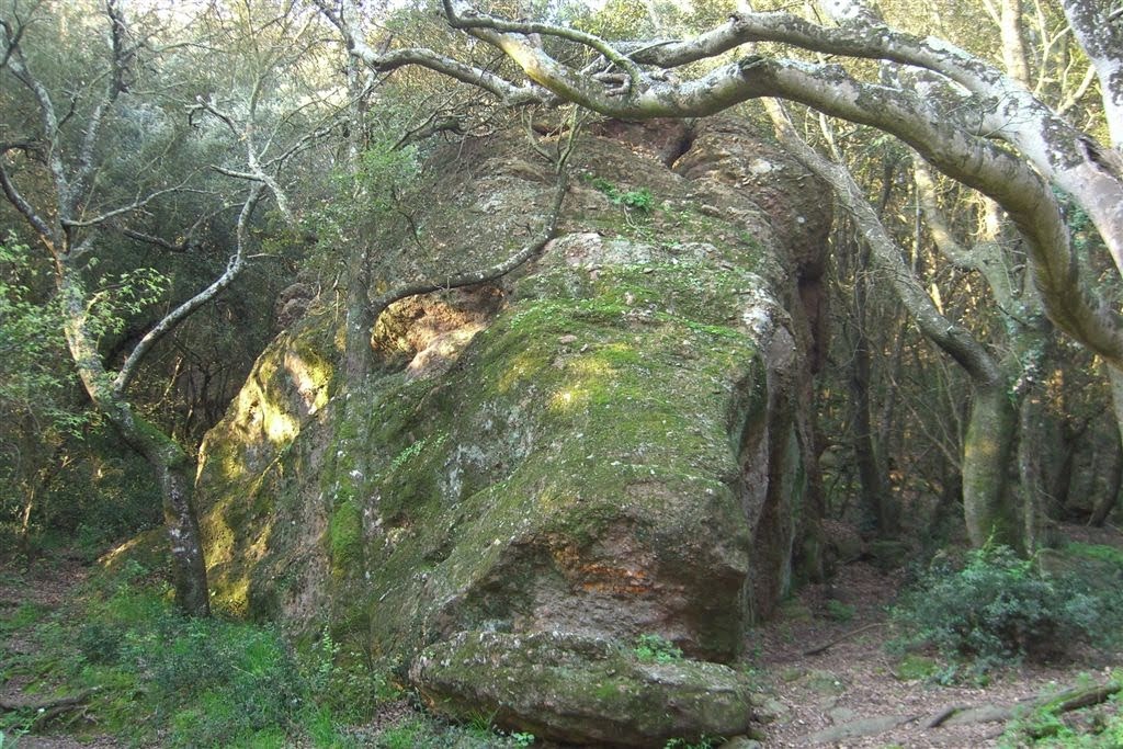 Mérou au fond des bois