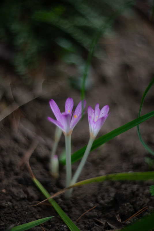 IMG-dec43a72cf77f0e026ec54d23dfb72c5-V
