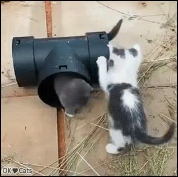 Funny-Kitten-GIF-2-funny-cute-kittens-playing-in-a-small-pipe-Catch-me-if-you-can-cat-gifs.gif