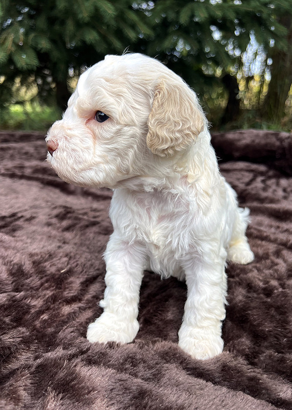 Ideal Dale Einstein – postimg photo 2