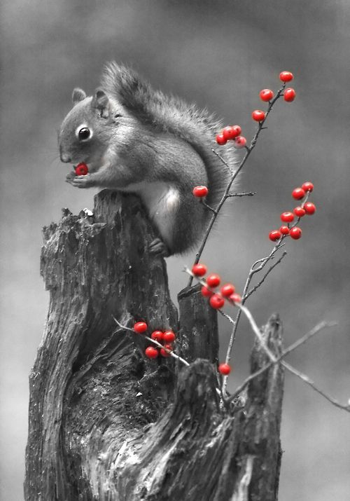 greysquirrelberries.jpg