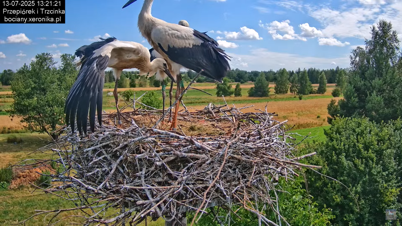 13072025bociany33