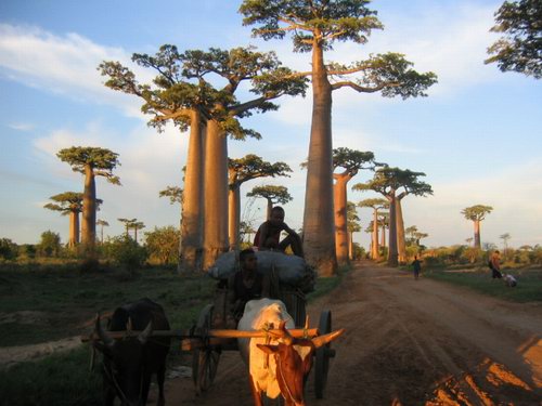 W020100517676374863555