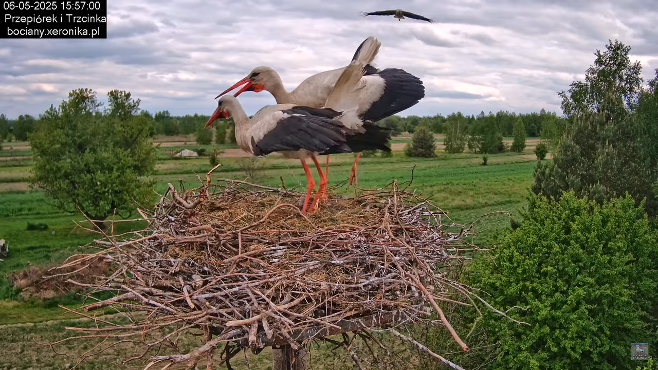 06052025bociany25