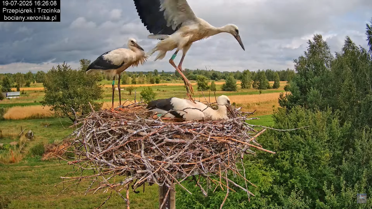 19072025bociany48