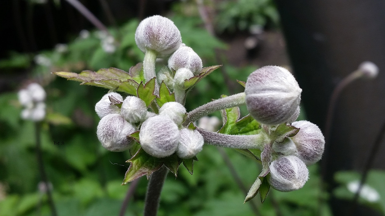 [Image: flowe.jpg]