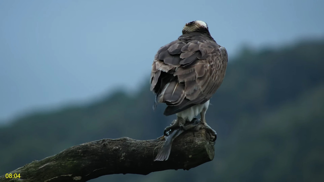 🦅 Dyfi Osprey projekts (VELSA)_ 2024. GADA TIEŠRAIDE 4K kvalitātē 🦅 11-6-46 screenshot