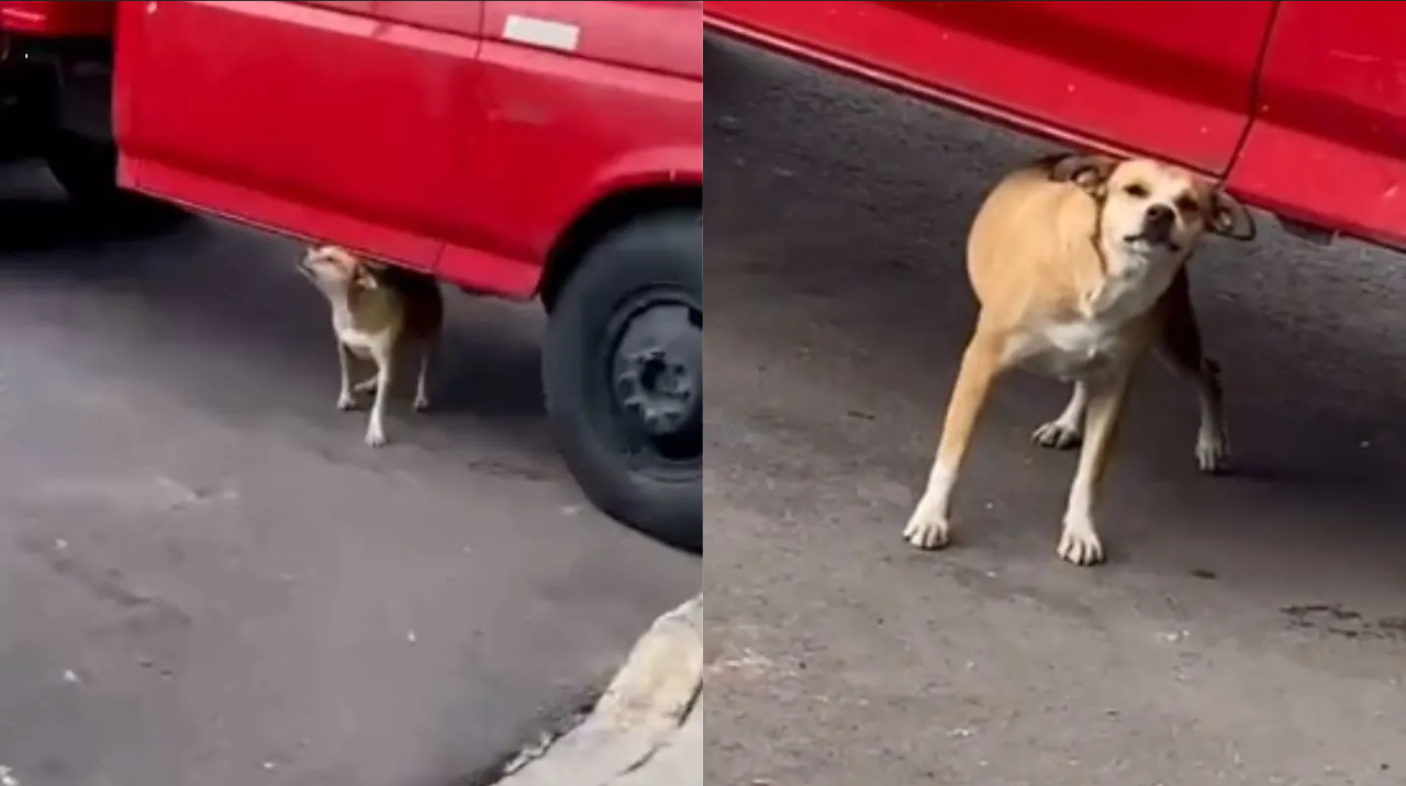 Perrito que bailaba el Payaso de Rodeo se hace viral