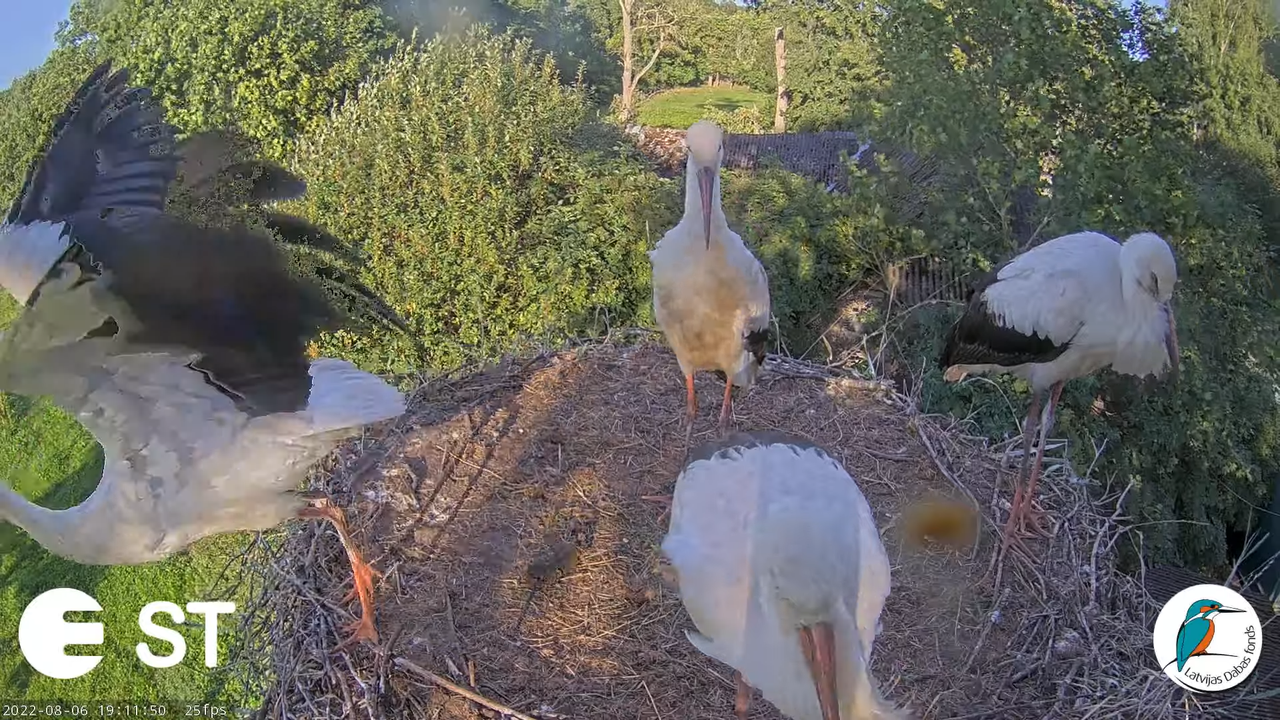 Baltie stārķi (Ciconia ciconia) Tukuma novadā - LDF tiešraide __ White storks in Tukums, Latvia 15-7