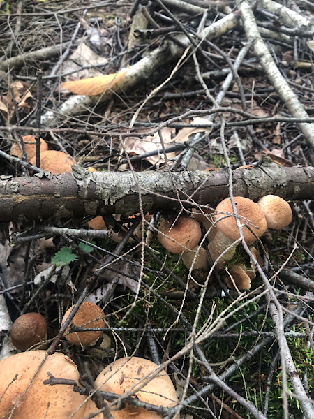 EE8D1FA1-B625-4EB6-A3A6-6D9B53F0F081