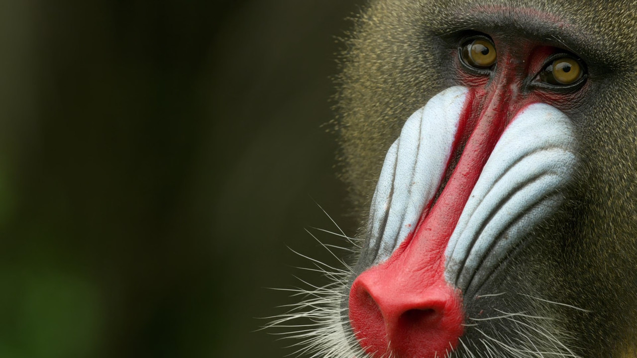 Monkey Planet (2014) - S01E01 - Meet the Family (1080p BluRay x2