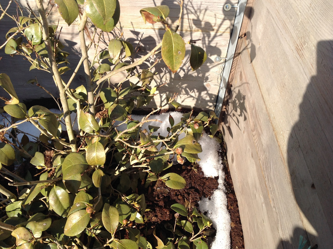 Garten Februar 12.02.2015 13 Uhr (6)