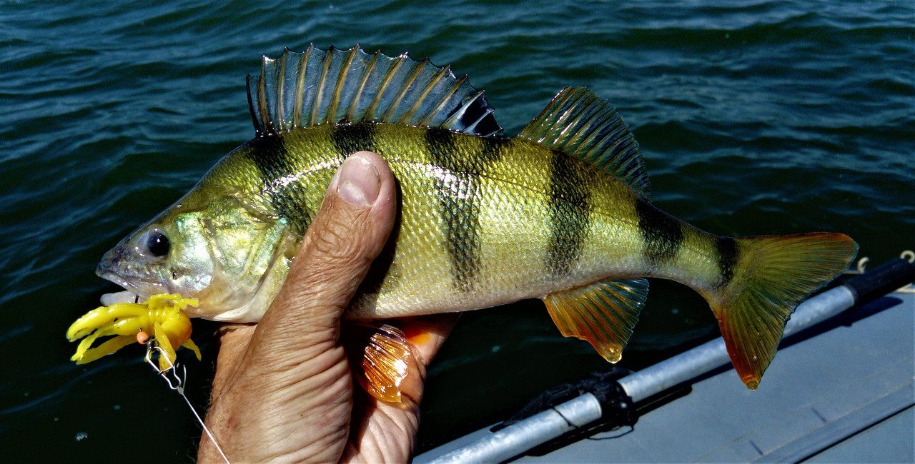 DSC_0959 — копия