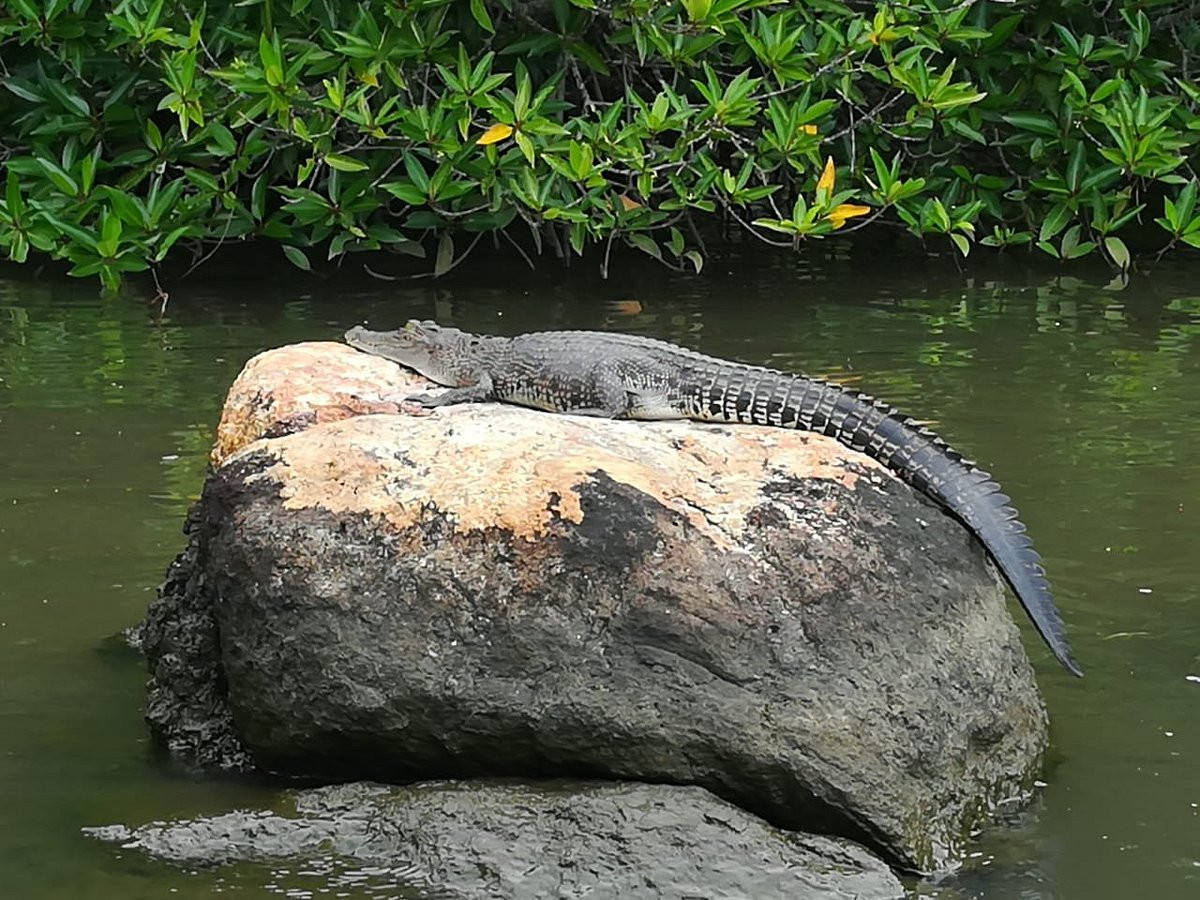 Crocodile 3
