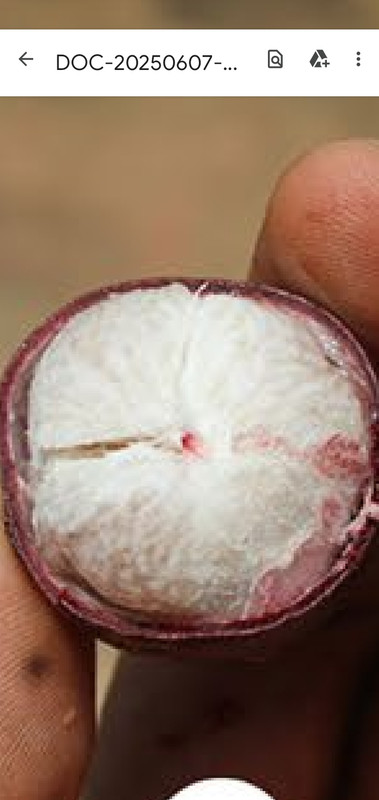 Screenshot_20250620-193539_Drive (1)