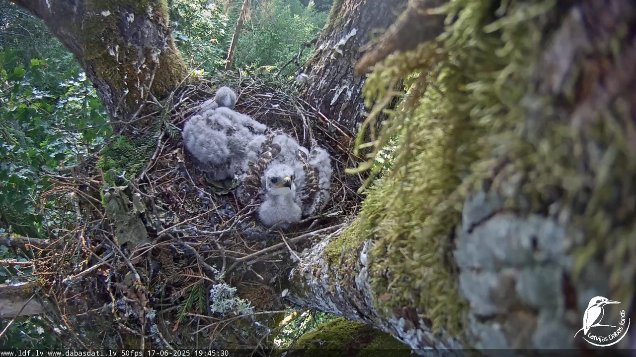 Melnās klijas (Milvus migrans) Kurzemē_ peļu klijāni (Buteo buteo) 13-18-0 screenshot