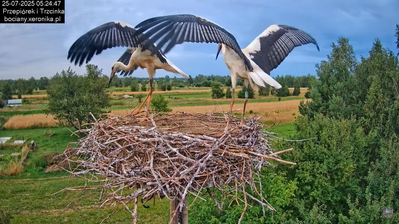 25072025bociany9