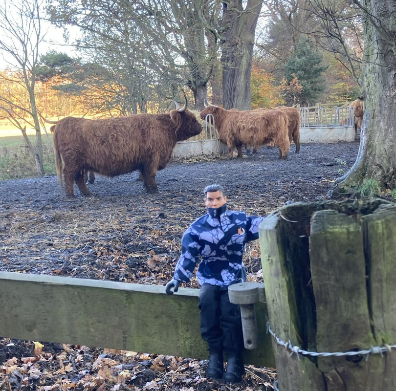 Action Man meets a herd of Highland Cattle. B0-E445-B1-0-F24-449-D-B198-7-C35-C318531-E