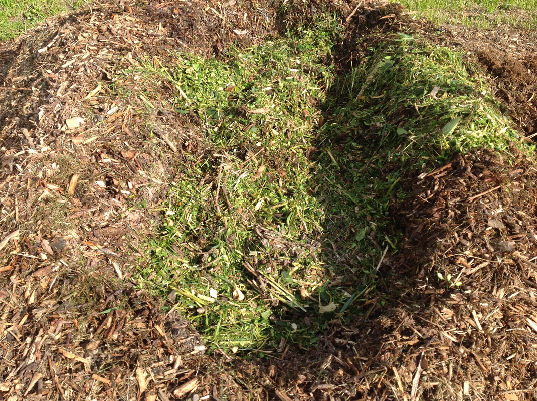 Buchsbaum ist im heissen Kompost 11. Mai 2015 (7