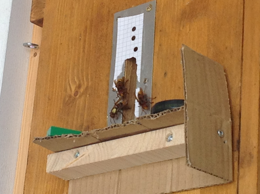 Vespa crabro germana 23. Juli 2015 (1)