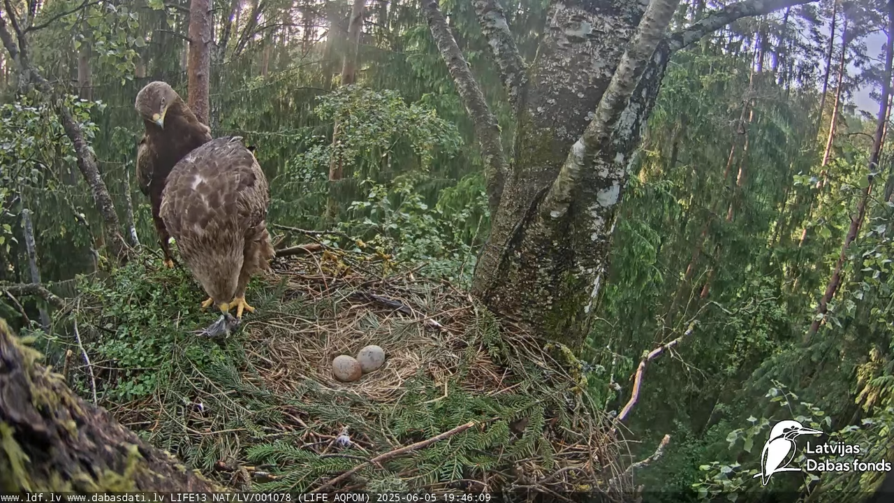 Mazais ērglis (Clanga pomarina), ligzda bērzā 17-3-45 screenshot
