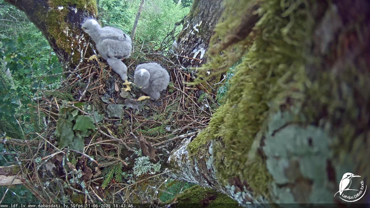 Melnās klijas (Milvus migrans) Kurzemē_ peļu klijāni (Buteo buteo) 13-12-1 screenshot