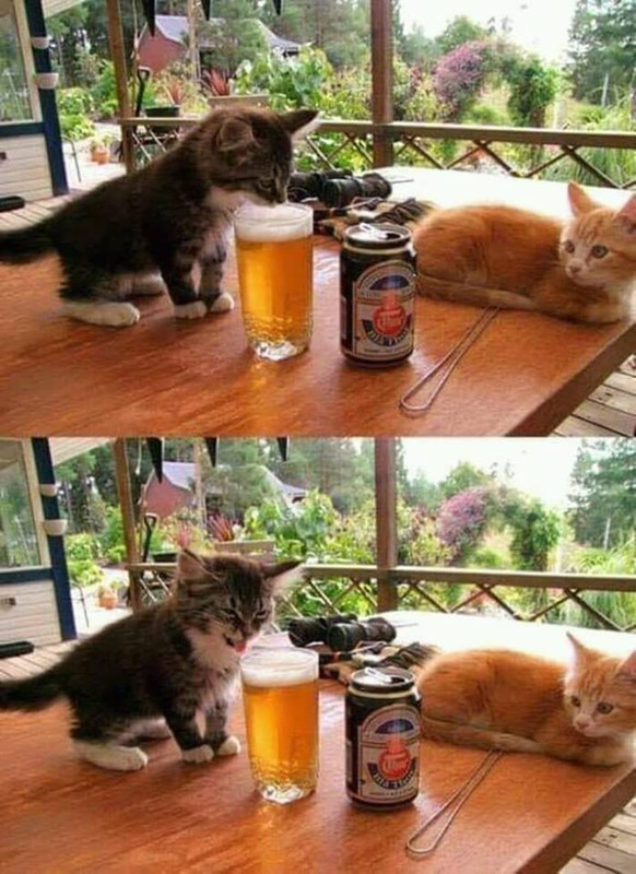 cat-no-like-beer.jpg