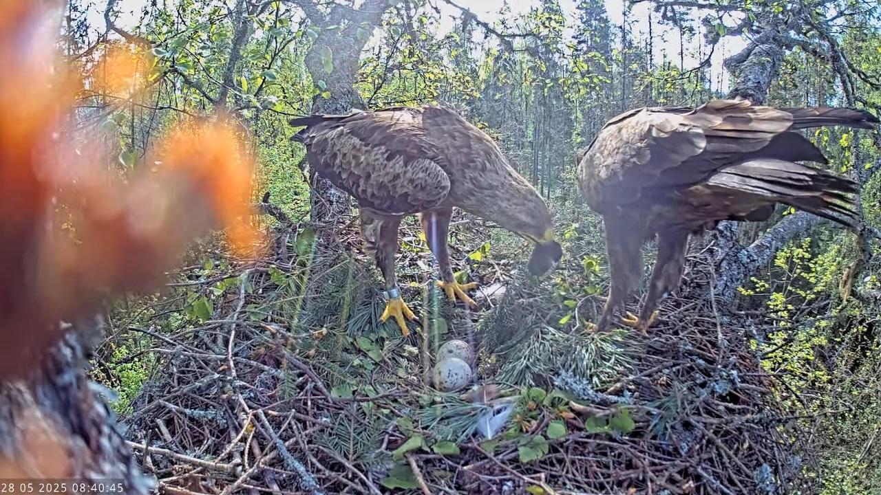 Väike-konnakotkas __ Clanga pomarina __ Lesser Spotted Eagle 12-23-25 screenshot