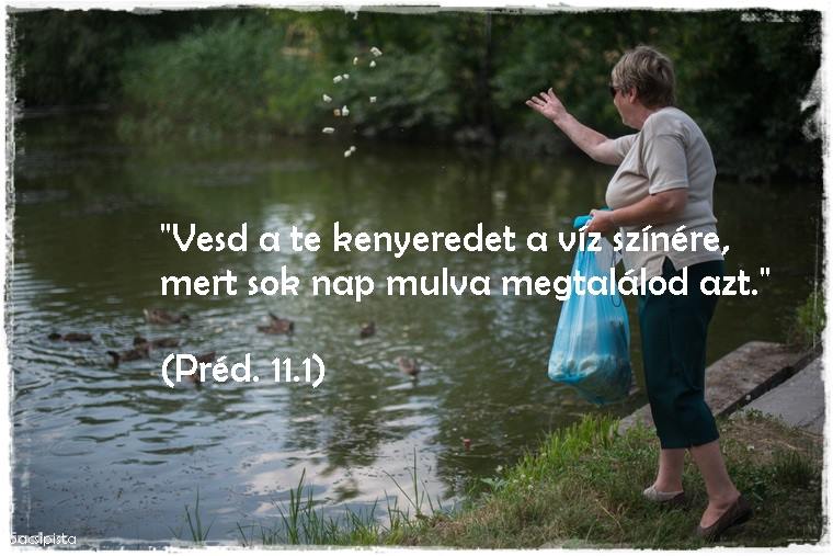 Vesd a te kenyeredet a víz felszínére