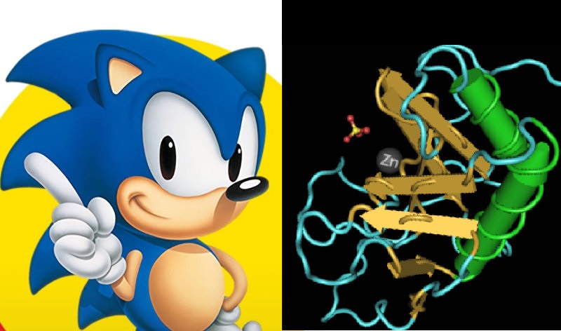 Sonicandsoniccrop.jpg