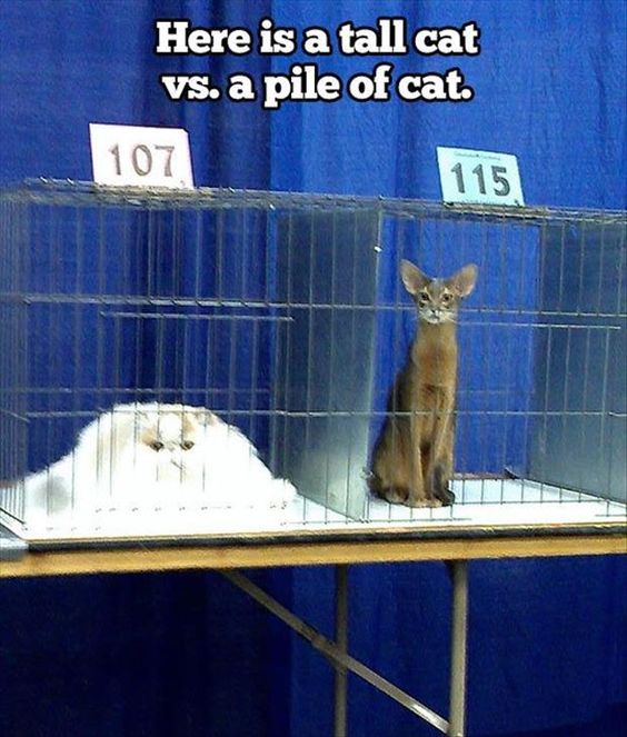 Cat Humor #8