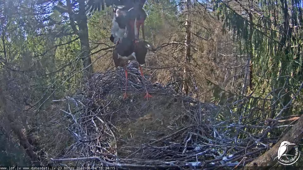 Melnais stārķis (Ciconia nigra) Siguldas novadā - LDF tiešraide 10-35-37 screenshot